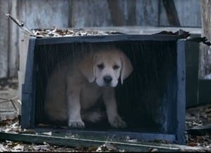 SuperbowlDog